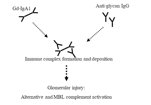 Immunoglobulin A Nephro