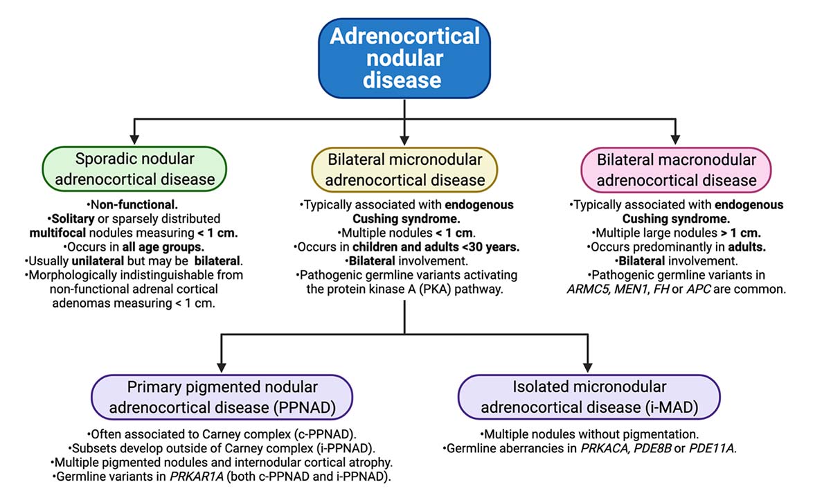 The new classification of adrenocortical