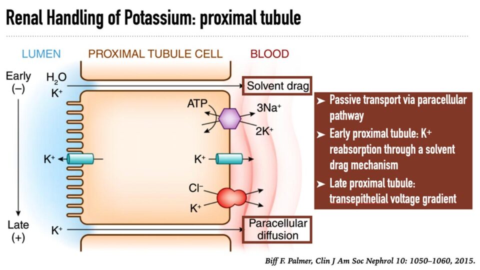 Practical and Pathophysiologic Approach to Hyperkalemia