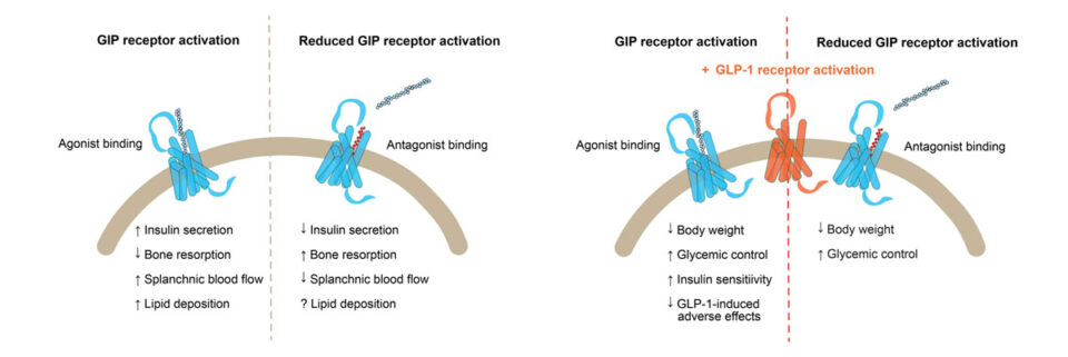 Gip Riser GIP agonits and antagonists